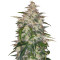 Auto Anubis (Pyramid Seeds) Cannabis-Samen
