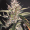 Auto Banana Blaze (Dutch Passion) Cannabis-Samen