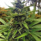 Auto Critical Soma (Advanced Seeds) Cannabis-Samen