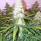 Boulder Bubblegum (Sagarmatha Seeds) Cannabis-Samen