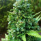 Dinamed CBD Autoflowering (Dinafem Seeds) Cannabis-Samen