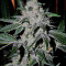 Gorilla (00 Seeds) Cannabis-Samen