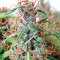 Honduras Regular (Ace Seeds) Cannabis-Samen