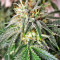 King's Banner regular (Dark Horse Genetics) Cannabis-Samen