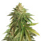 OG Kush CBD (Dinafem Seeds) Cannabis-Samen