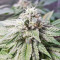 Pineapple (Seedstockers) Cannabis-Samen