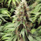 Princess Haze Regular (Brothers Grimm Seeds) Cannabis-Samen