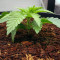 Purple Punch (Seedstockers) Cannabis-Samen