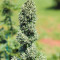 Royal Cookies Automatic (RQS) Cannabis-Samen