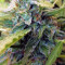 Sapphire Scout (Humboldt Seeds Organization) Cannabis-Samen