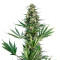 Sensi #741 (Sensi Seeds) Cannabis-Samen