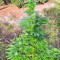 Super Skunk Autoflower (Seedstockers) Cannabis-Samen