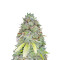 Z Glue (Expert Seeds) Cannabis-Samen