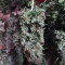 AK420 Autoflower strain