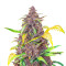 Auto Blackberry Kush feminisierte Samen