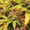 Blue Tease Auto (Dr. Krippling Seeds) Cannabis-Samen