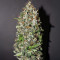 Californian Gold (Paradise Seeds) Cannabis-Samen