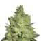 Jacky White (Paradise Seeds) Cannabis-Samen