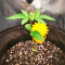 Original Glue (Nirvana Seeds) Cannabis-Samen
