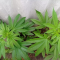 Glookies (Barney's Farm) Cannabis-Samen zu verkaufen