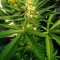 West Coast O.G. Auto (Fast Buds) Cannabis-Samen zu verkaufen