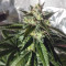 Cream Caramel Auto (Sweet Seeds) Cannabis-Samen zu verkaufen