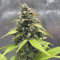 Original Auto Critical (Fast Buds) Cannabis-Samen zu verkaufen