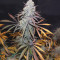 Shiskaberry (Barney's Farm) Cannabis-Samen zu verkaufen