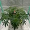 Kaufe Grandmommy Purple Samen feminisiert von Herbies Seeds