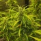 Apple Betty Cannabis-Samen Kaufen