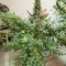 Kaufe Kosher Kush 66 Autoflower Samen feminisiert von EGS