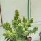 Quarter Pounder Autoflower feminisierte Samen zu verkaufen