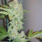 Tropicanna Banana (Barney's Farm) Cannabis-Samen zu verkaufen