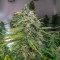Forbidden Runtz Auto Cannabis-Samen Kaufen