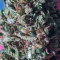 Original Auto BubbleGum (Fast Buds) Cannabis-Samen zu verkaufen