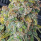 Kaufe Original Afghan Kush Auto Samen feminisiert von Fast Buds