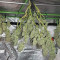 Hawaii Maui Waui (Nirvana Seeds) Cannabis-Samen zu verkaufen