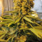 Do-Si-Dos OG Cannabis-Samen Kaufen
