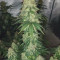 Honey Cream (Fast Flowering) (RQS) Cannabis-Samen zu verkaufen
