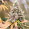 LSD Cannabis-Samen Kaufen