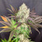 White Rhino (GHS) Cannabis-Samen zu verkaufen