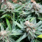 BCN Critical XXL Fast Cannabis-Samen Kaufen