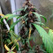 Bloody Skunk Auto Cannabis-Samen Kaufen