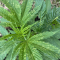 Mimosa EVO (Barney's Farm) Cannabis-Samen zu verkaufen