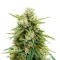 Auto Bruce Banner XXL (Advanced Seeds)