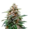 Biscotti Auto (Green House Seeds)