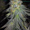 Bruce Banner #3 feminisierte Samen (Original Sensible Seeds)