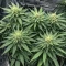 CBD D Diesel (CBD Botanic Seeds) Cannabis-Samen