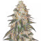 Fem Mix Pack #1 feminisiertes Saatgut von Herbies Seeds
