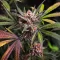Frostbanger Auto feminisierte Samen (Fast Buds)